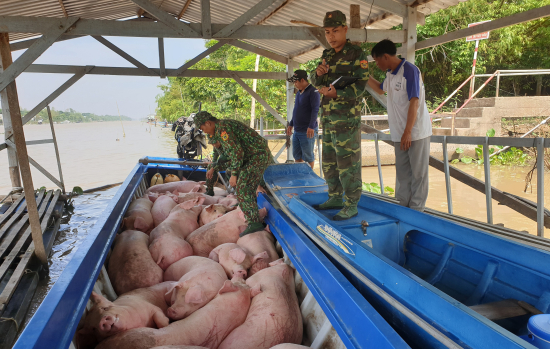 1-can-bo-chien-si-don-bp-phu-hoi-bdbp-tinh-an-giang-kiem-dem-so-heo-bat-giu