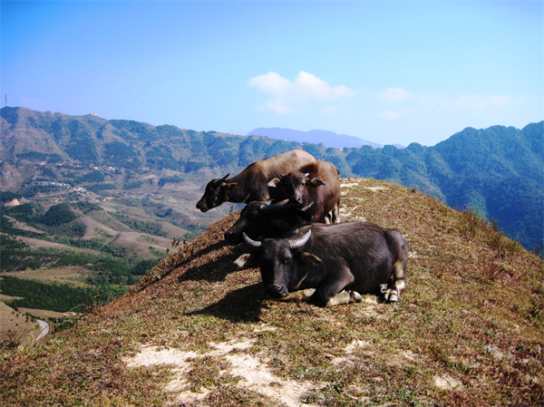 10-53-30_trau-duoc-nguoi-dan-o-xa-bang-k