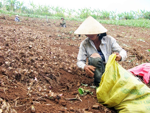 44taynguyen1.jpg