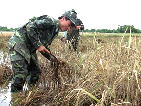 562BP-Quang-Tri-gat-lua.gif