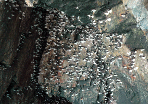 9064a.gif