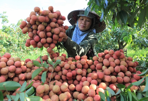 phong-chong-ung-thu-nho-qua-vai-2-1.jpg