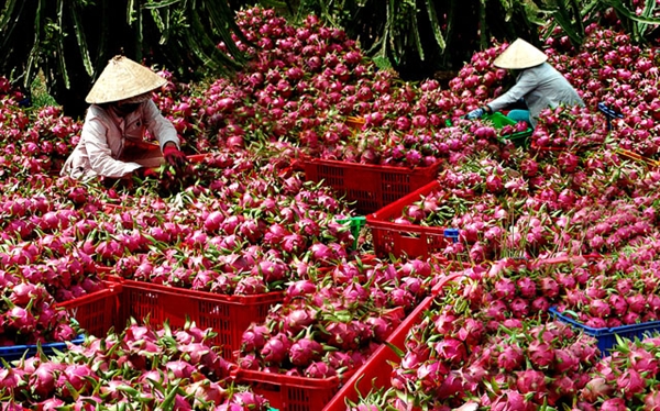 thanh-long.jpg