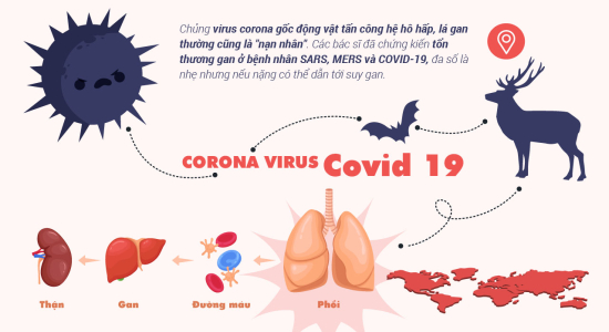 virus-corona-covid-19-gay-hai-cho-co-the-nhu-the-nao-chung-virus-goc-dong-vat