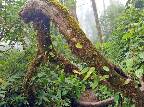 Khu bảo tồn thiên nhiên Mường Nhé