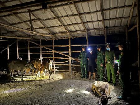 Đồn Biên phòng Sông Trăng bắt giữ đối tượng nhập lậu gia súc từ Campuchia về Việt Nam