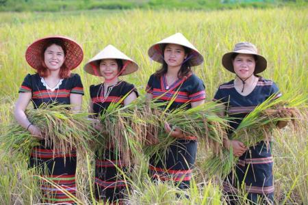 Triển vọng thoát nghèo từ mô hình trồng lúa za zư trên chân ruộng nước