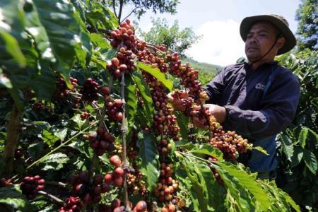 Cà phê kỳ vọng sẽ phá kỷ lục về giá trị xuất khẩu trong năm 2023
