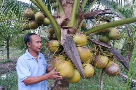 Làm giàu từ trái dừa sáp ở Trà Vinh