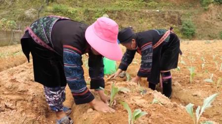 Lào Cai: Phát triển cây dược liệu trở thành hàng hóa mũi nhọn