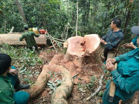 Đồn Biên phòng Pù Nhi bắt vụ khai thác gỗ trái pháp luật