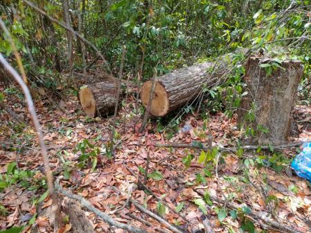 Phát hiện vụ xâm phạm rừng nghiêm trọng trong Khu bảo tồn thiên nhiên Bình Châu-Phước Bửu