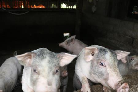 Lạng Sơn còn 120 xã, phường, thị trấn có dịch tả lợn châu Phi chưa qua 21 ngày