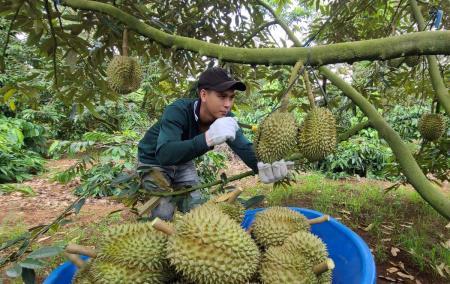 Vào mùa thu hoạch, giá sầu riêng hạ nhiệt