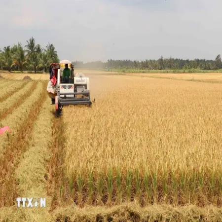 Nông dân Sóc Trăng, Trà Vinh được mùa, được giá vụ lúa Hè Thu