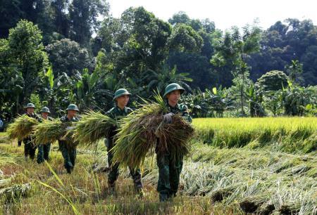 BĐBP Hà Tĩnh giúp bà con dân tộc Chứt thu hoạch lúa, phòng chống bão số 3