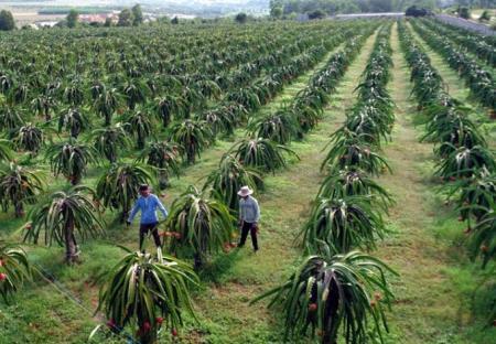 Gỡ khó cho xuất khẩu trái cây trong điều kiện dịch Covid-19 tiếp tục phức tạp