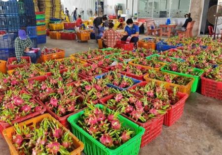 Đứng ngồi không yên vì thanh long