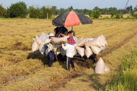 Giá lúa không có biến động mạnh, giá gạo xuất khẩu nới rộng đà tăng