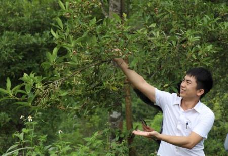 Sản lượng hồi tăng cao nhờ ứng dụng công nghệ vi sinh