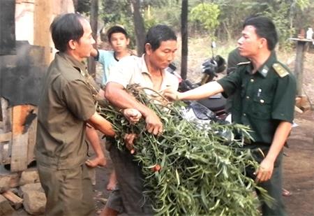 Trồng cần sa trong vườn nhà