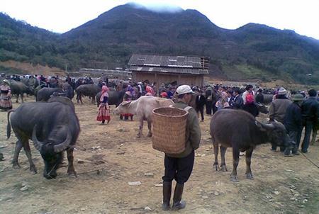 Chợ trâu mùa Tết