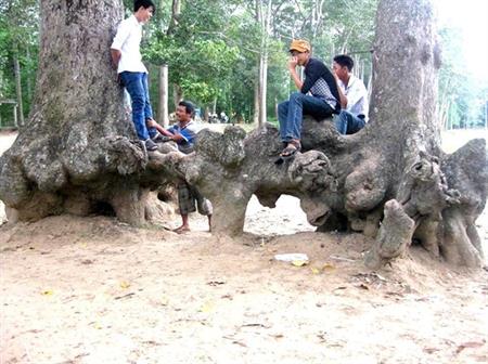 Ao Bà Om - Một danh thắng của đất Trà Vinh