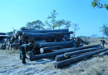 Sẽ hết lâm tặc vì... không còn rừng