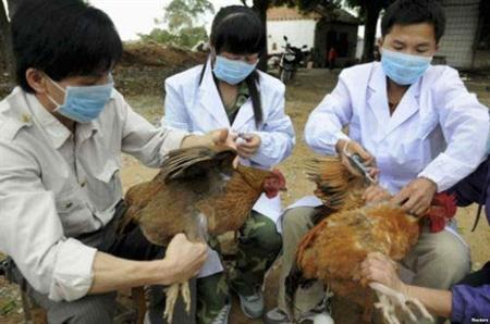 Không phát sinh thêm ổ dịch cúm gia cầm mới
