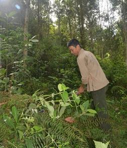 "Vinh cụt" phủ xanh rừng quê hương