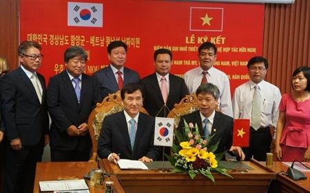 Nhiều nông dân Quảng Nam sẽ được hưởng lợi từ cây sâm Ngọc Linh