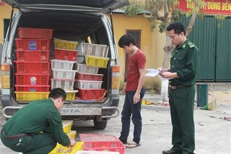 BĐBP Quảng Ninh thu giữ, tiêu hủy 7.100 con gà giống nhập lậu