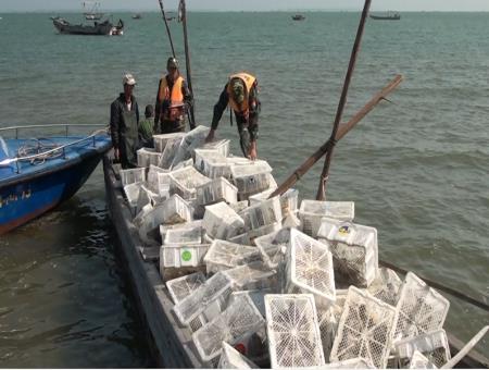 Ngăn chặn gia cầm nhập lậu qua biên giới