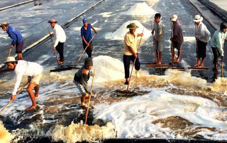 Diêm dân Bến Tre phấn khởi được mùa muối