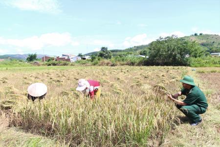 Cây đại thụ vùng ngã ba biên giới