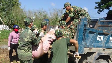 Đồn Biên phòng Phú Hội tiêu hủy hơn 500kg lợn nhập lậu