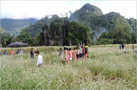 Muôn sắc màu hoa tam giác mạch