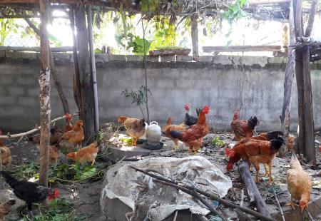 Cảnh báo dịch cúm gia cầm bùng phát trở lại