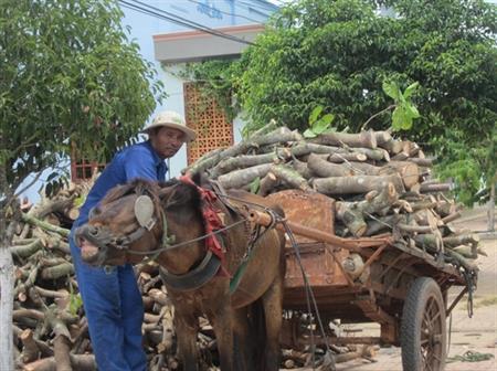 Vó ngựa miền biên ải