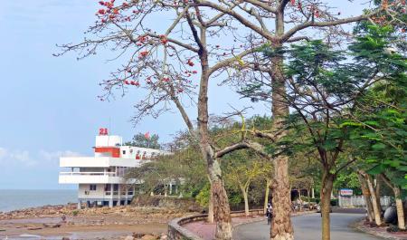 Vạn Chài Đồ Sơn rực đỏ mùa hoa gạo