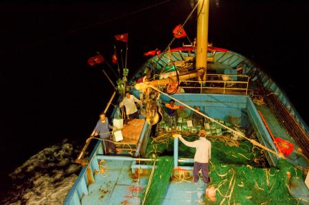 Thu hoạch lớn từ tàu lưới rê hiện đại
