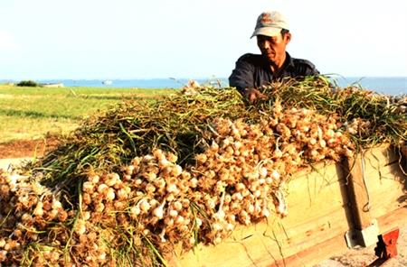 “Đệ nhất tỏi” Lý Sơn