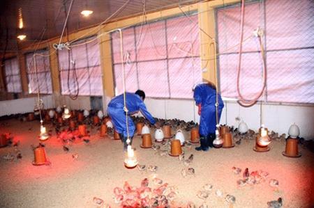 Chuyện con gà nơi vùng biên xứ Lạng