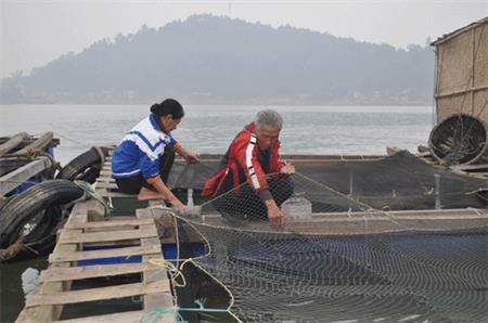 Nghệ An: Triển vọng nuôi cá lồng nước lợ