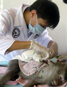 "Bệnh viện" của rừng xanh