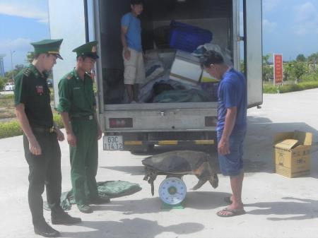 Đồn Biên phòng Rạch Gốc bàn giao 12 cá thể họ vích cho cơ quan điều tra