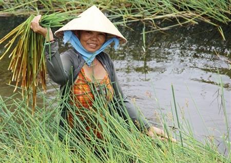 Chợ cỏ, ai bán ai mua?