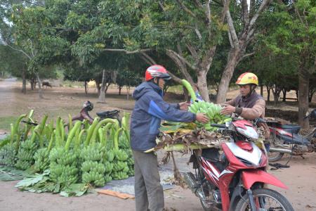 Cây chuối, sắn "đẩy lùi" buôn lậu ở xã Thuận