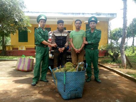 Vây bắt xe ô tô bán tải chuyên trộm cắp sầu riêng