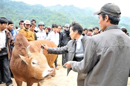 Khi trâu bò lên... “sàn giao dịch”